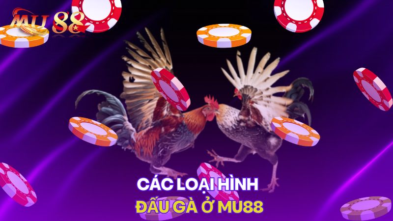 Các loại hình đấu gà ở Mu88