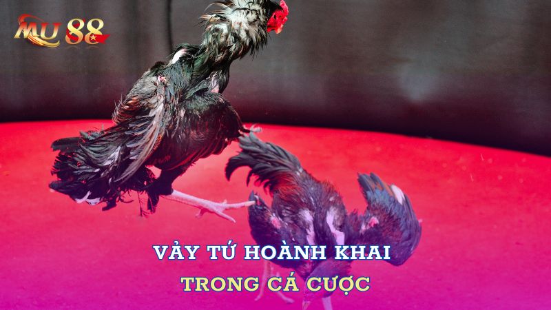 Vảy tứ hoành khai trong cá cược